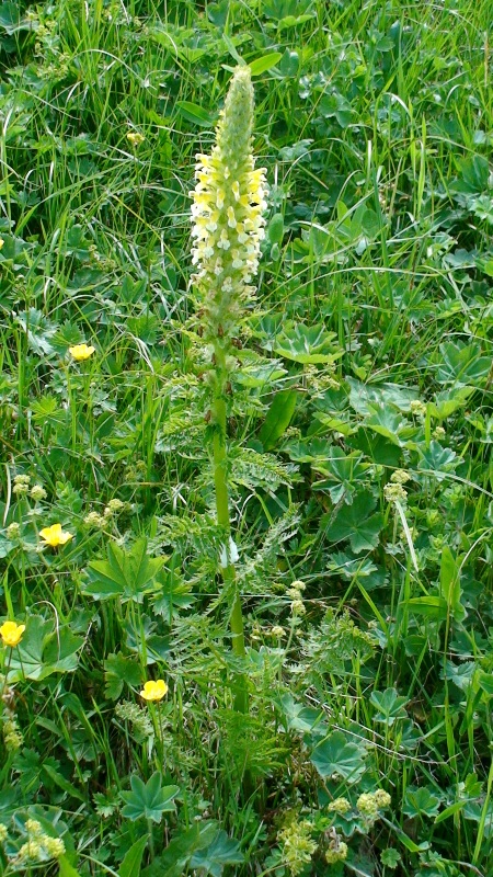 Image of Pedicularis condensata specimen.