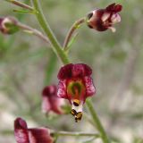 Scrophularia cretacea. Цветки. Украина, Донецкая обл., Славянский р-н, окр. пос. Богородичное, мела. 11.07.2011.