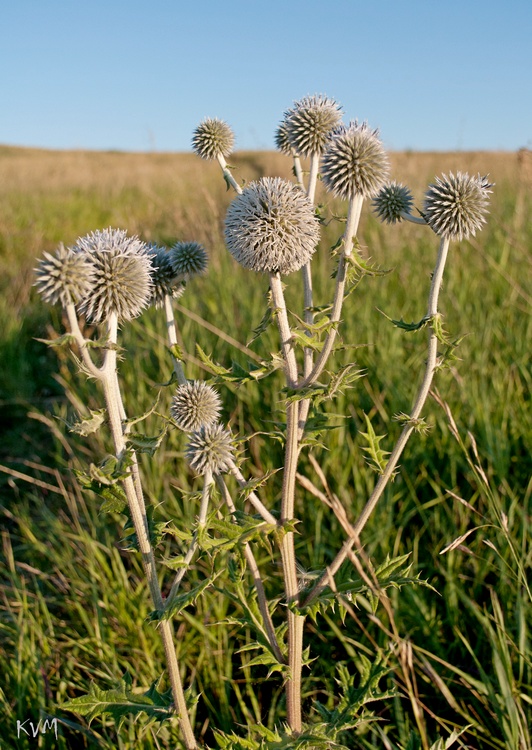 Изображение особи Echinops sphaerocephalus.