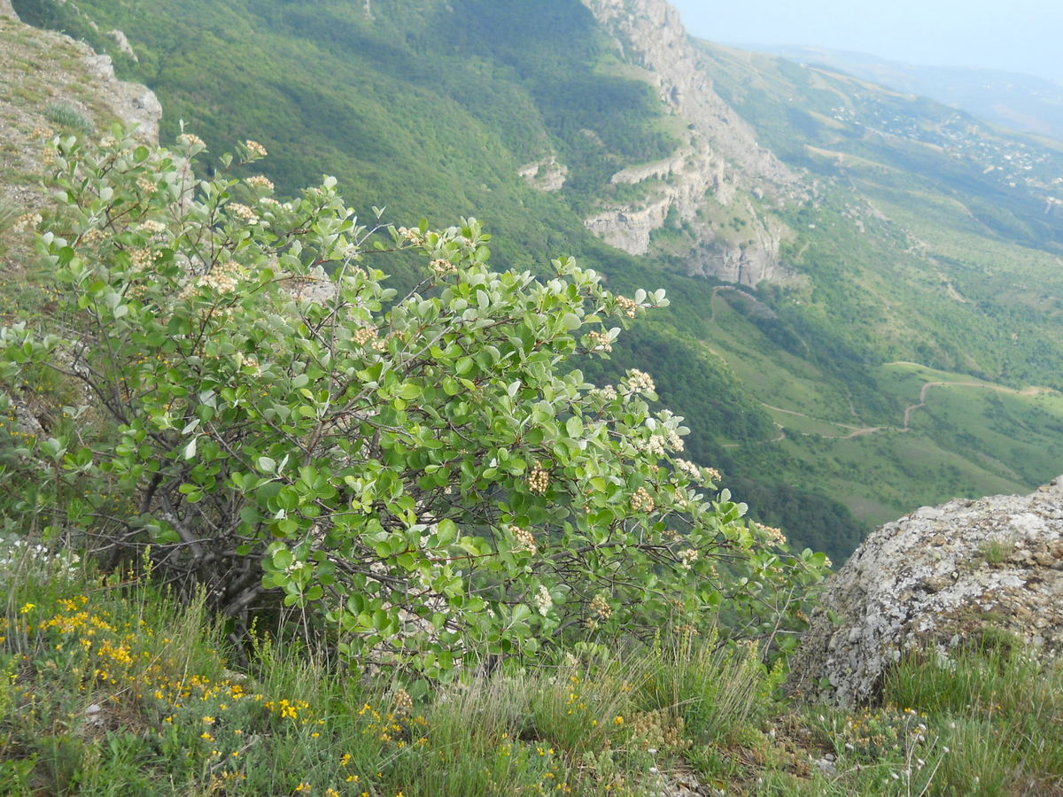 Image of Sorbus taurica specimen.