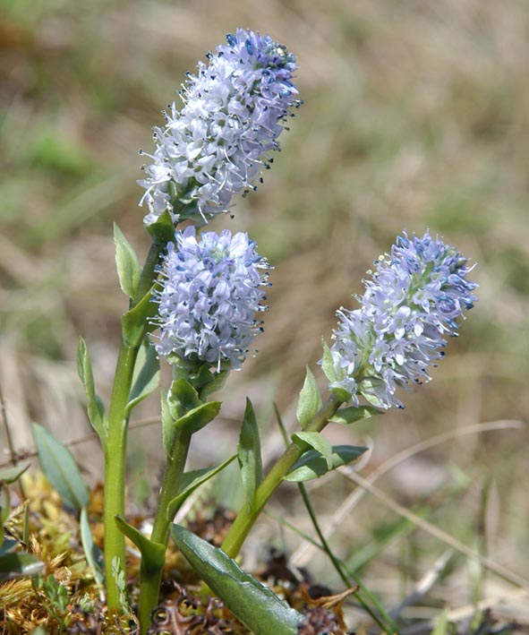 Image of Lagotis minor specimen.