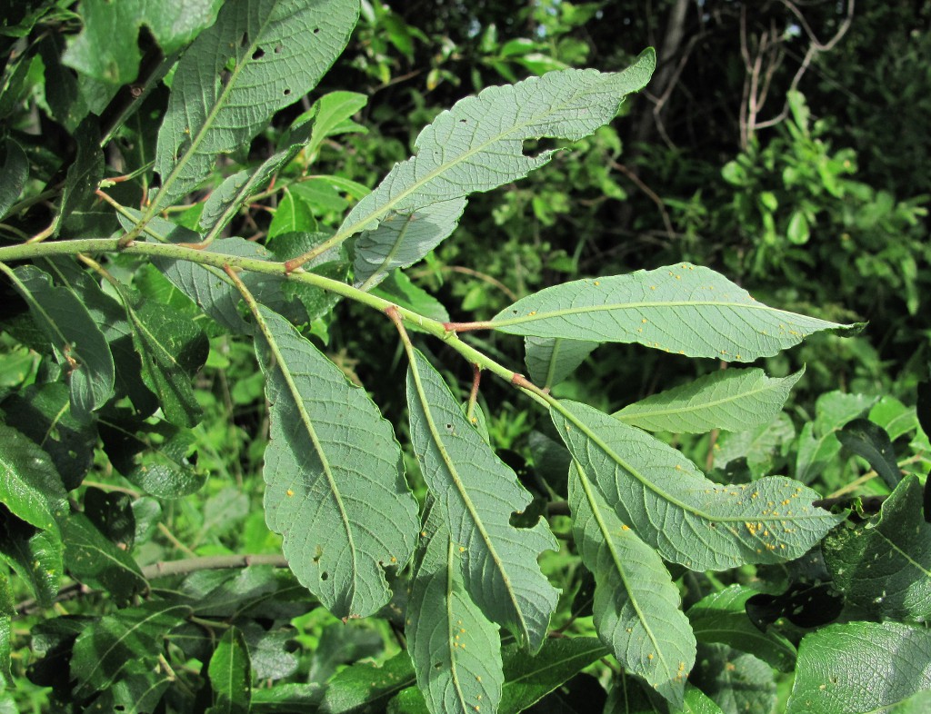 Image of Salix &times; laurina specimen.