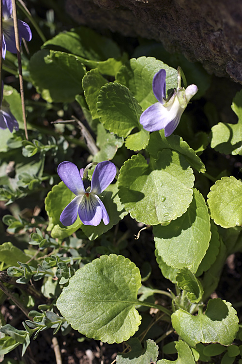 Image of Viola suavis specimen.