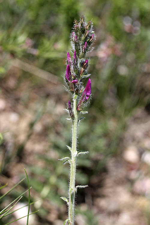 Изображение особи род Oxytropis.