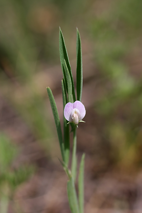 Изображение особи Lathyrus inconspicuus.