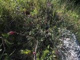 Cotoneaster nefedovii