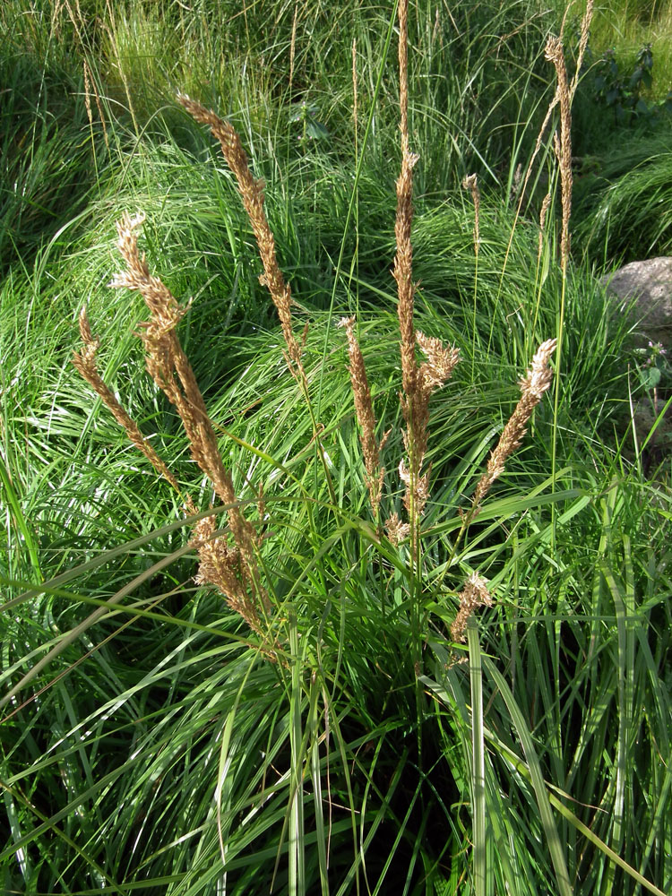 Image of genus Calamagrostis specimen.