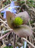 Hepatica nobilis. Плод. Карелия, Ладожское озеро, о. Валаам, темнохвойный лес. 12.05.2012.