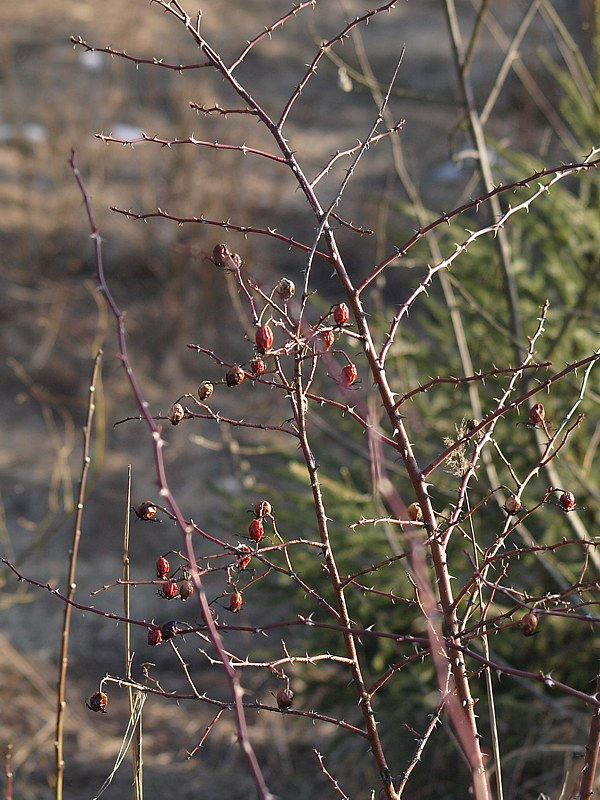 Image of Rosa canina specimen.