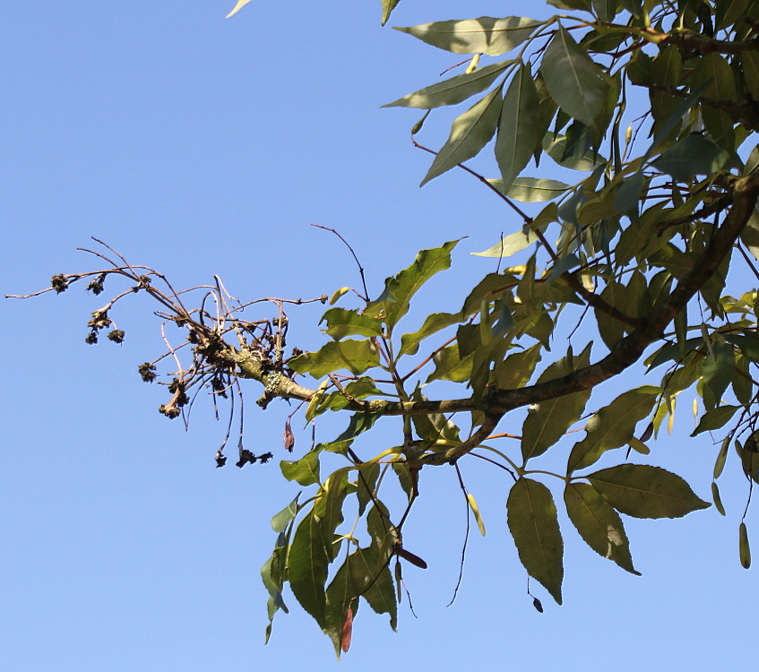 Image of Fraxinus ornus specimen.