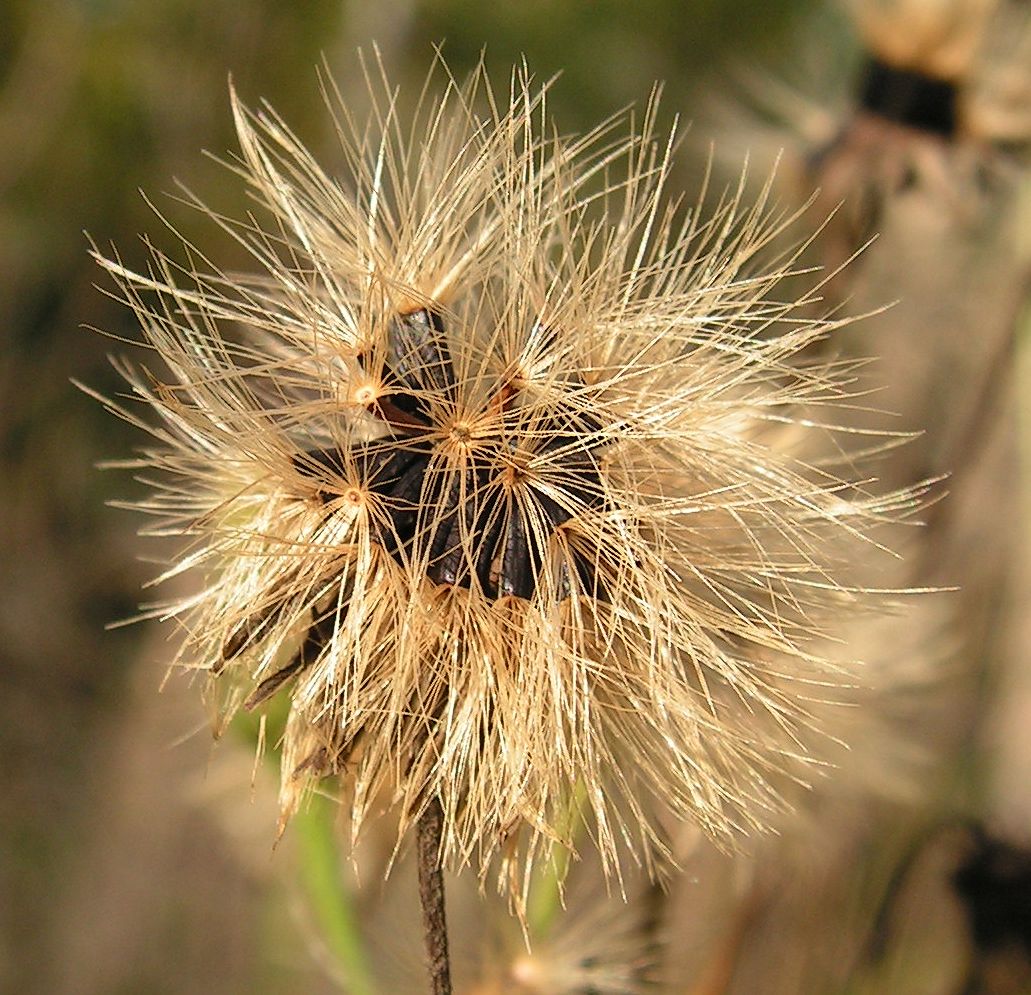 Image of Hieracium umbellatum specimen.