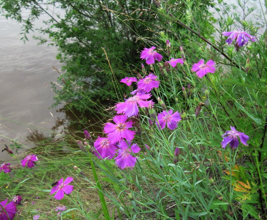 Изображение особи Dianthus versicolor.