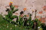 genus Canna. Цветущие и плодоносящие растения. Португалия, Лиссабон, газон. 15.07.2012.