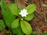 Trientalis arctica