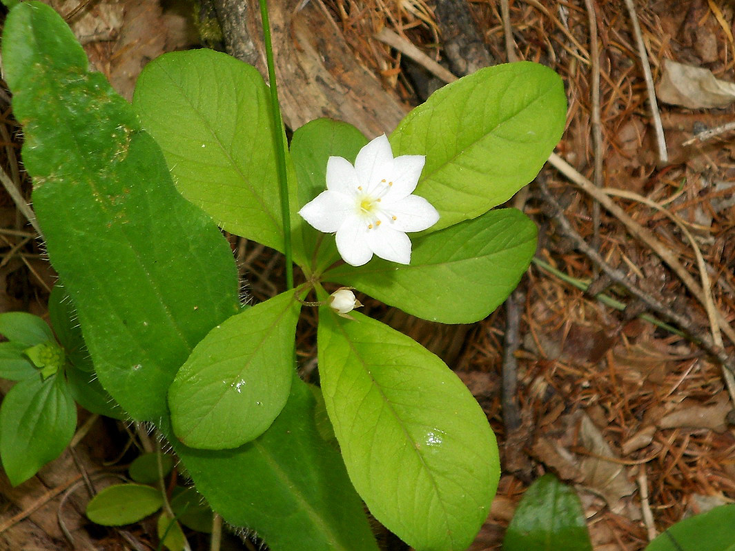 Image of Trientalis arctica specimen.