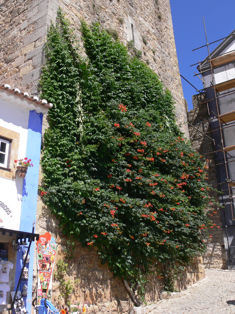 Image of Campsis radicans specimen.