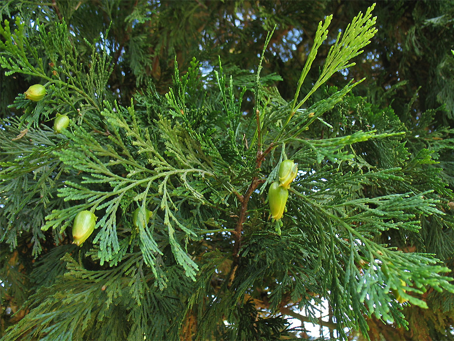 Image of Calocedrus decurrens specimen.