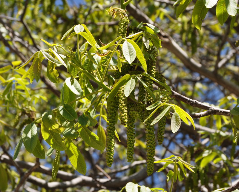 Изображение особи Juglans regia.