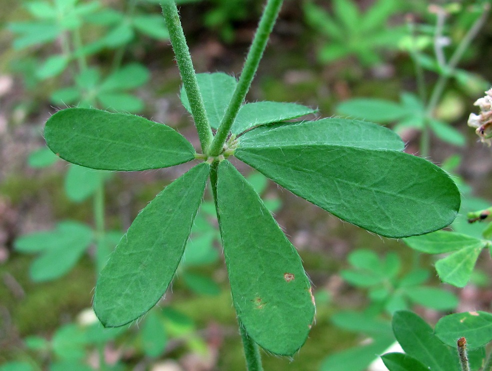 Image of Dorycnium graecum specimen.