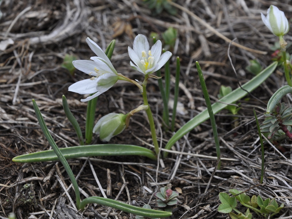 Image of Ornithogalum oligophyllum specimen.