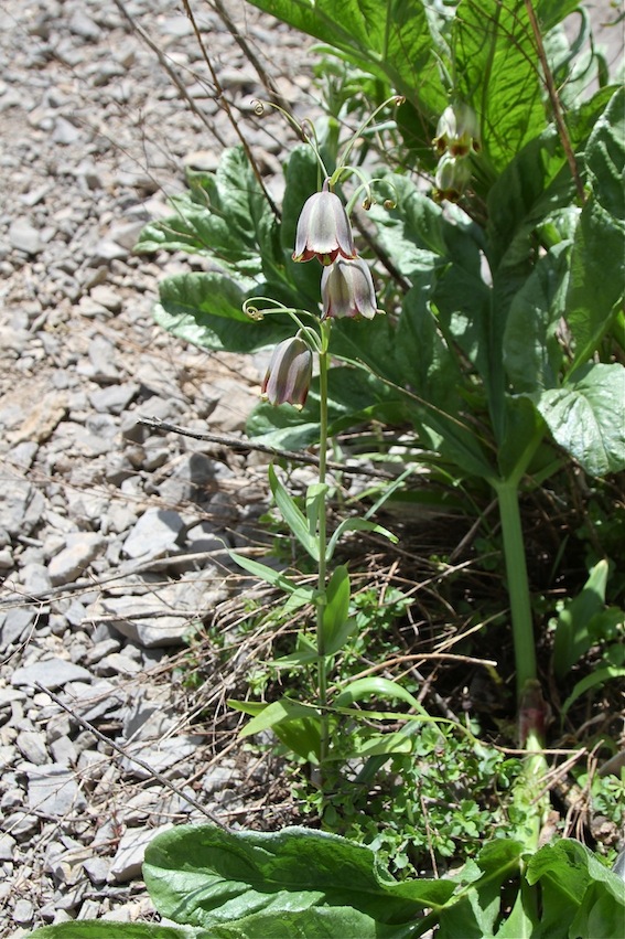 Image of Fritillaria olgae specimen.