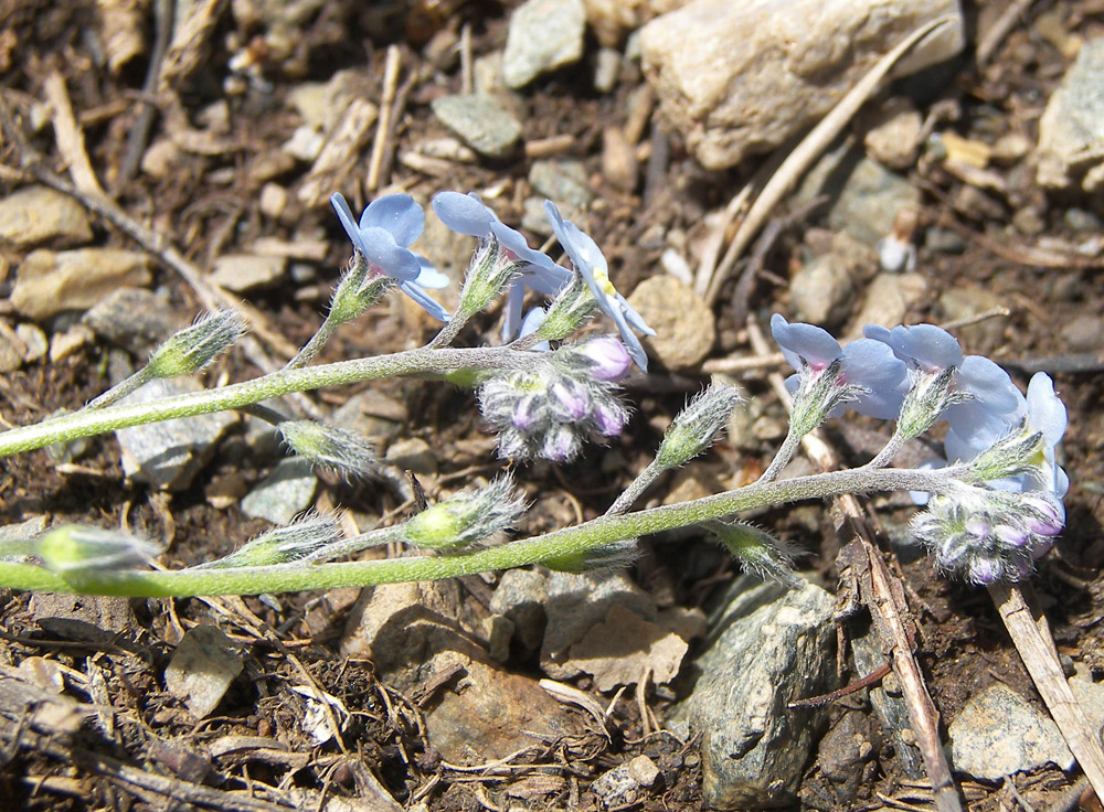 Изображение особи Myosotis lithospermifolia.