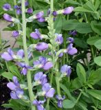 Baptisia australis. Средние части соцветий. Германия, г. Krefeld, Ботанический сад. 10.06.2013.