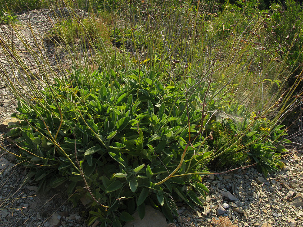 Image of Salvia ringens specimen.