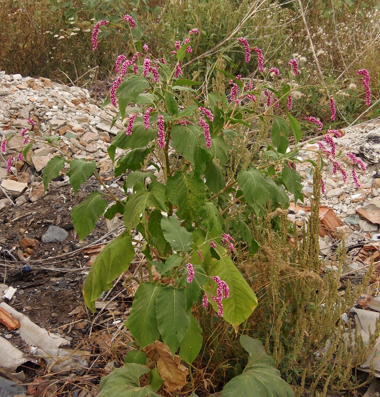 Image of Persicaria orientalis specimen.