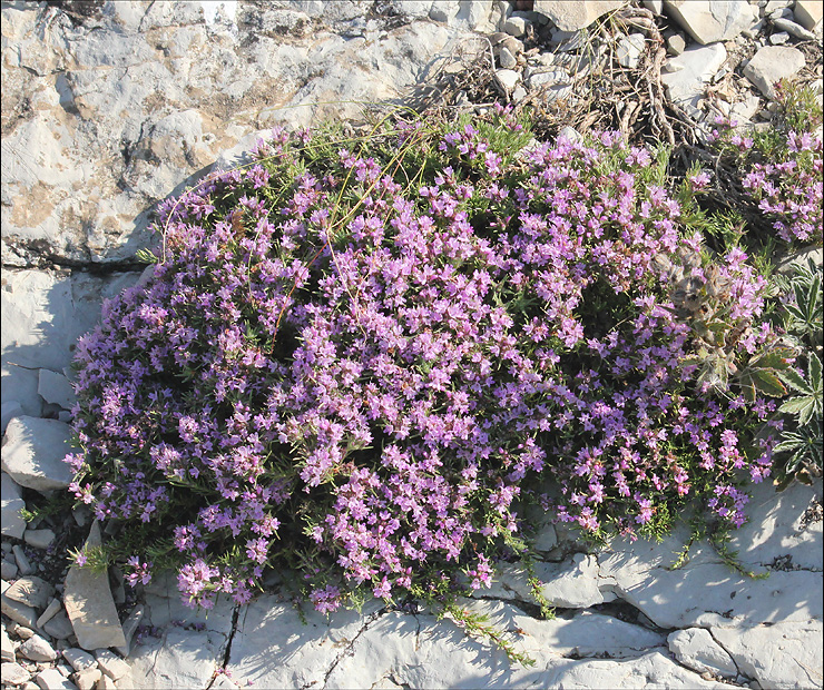 Image of Thymus helendzhicus specimen.