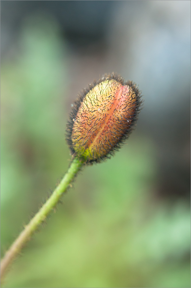 Image of Papaver lapponicum specimen.