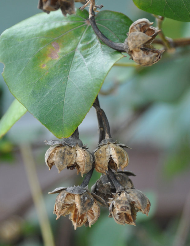 Image of Hibiscus tiliaceus specimen.