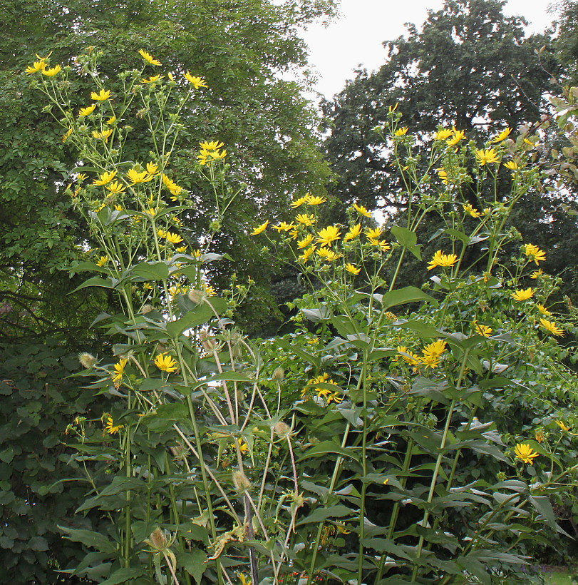 Изображение особи Silphium perfoliatum.