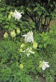 Aquilegia vulgaris. Цветущее растение (белоцветковый культивар) с фуражирующей пчелой. Владивосток, Ботанический сад-институт ДВО РАН. 8 июня 2013 г.