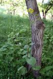 Ligularia thomsonii