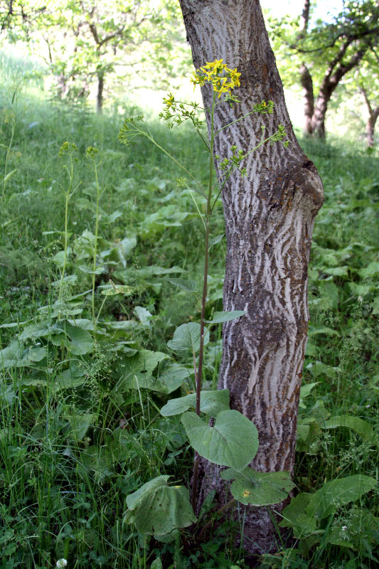 Image of Ligularia thomsonii specimen.