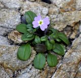 Malcolmia flexuosa. Цветущее растение. Греция, Халкидики, п-в Афон. 15.02.2014.