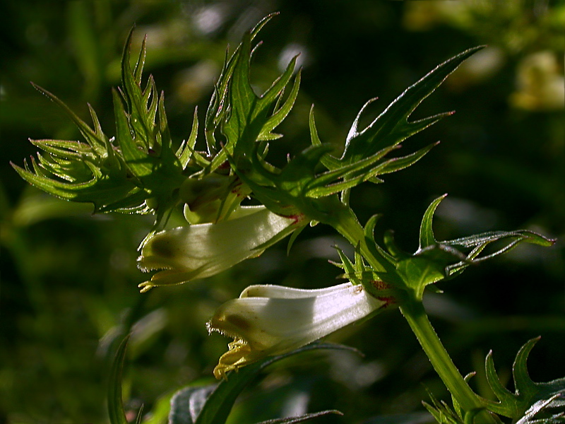 Изображение особи Melampyrum laciniatum.