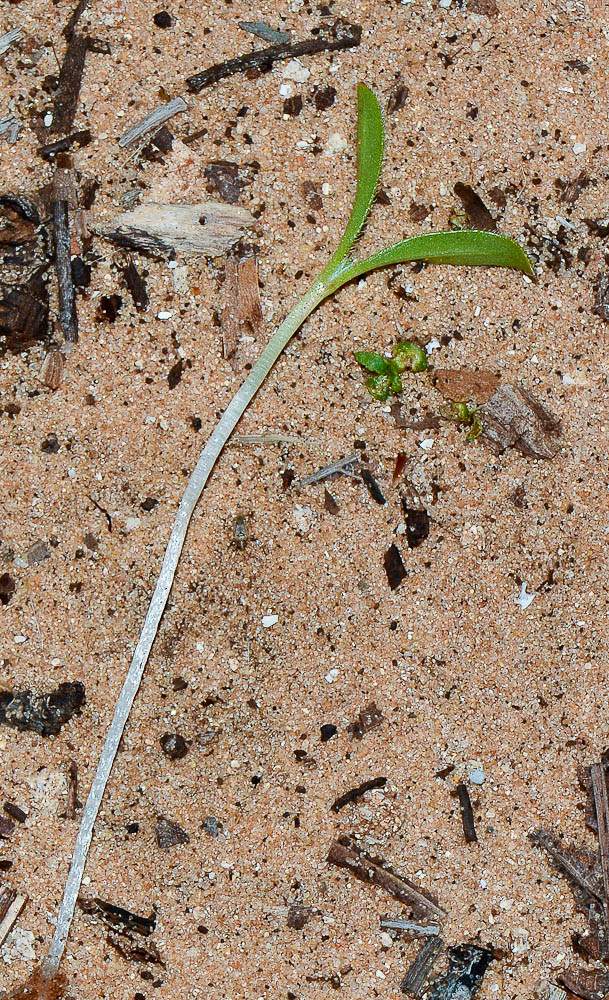 Image of Hormuzakia aggregata specimen.