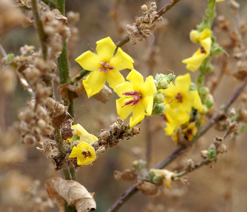 Изображение особи род Verbascum.