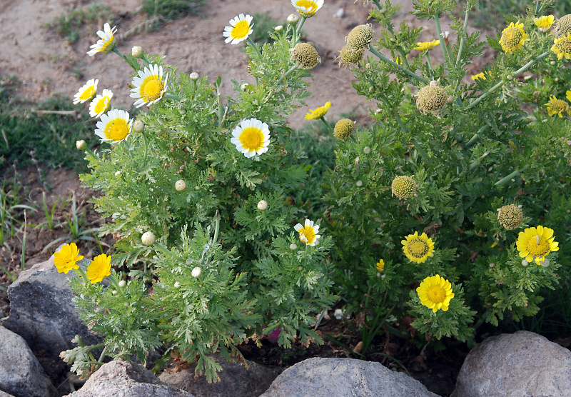 Image of Glebionis coronaria specimen.