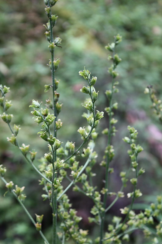 Image of Veratrum lobelianum specimen.