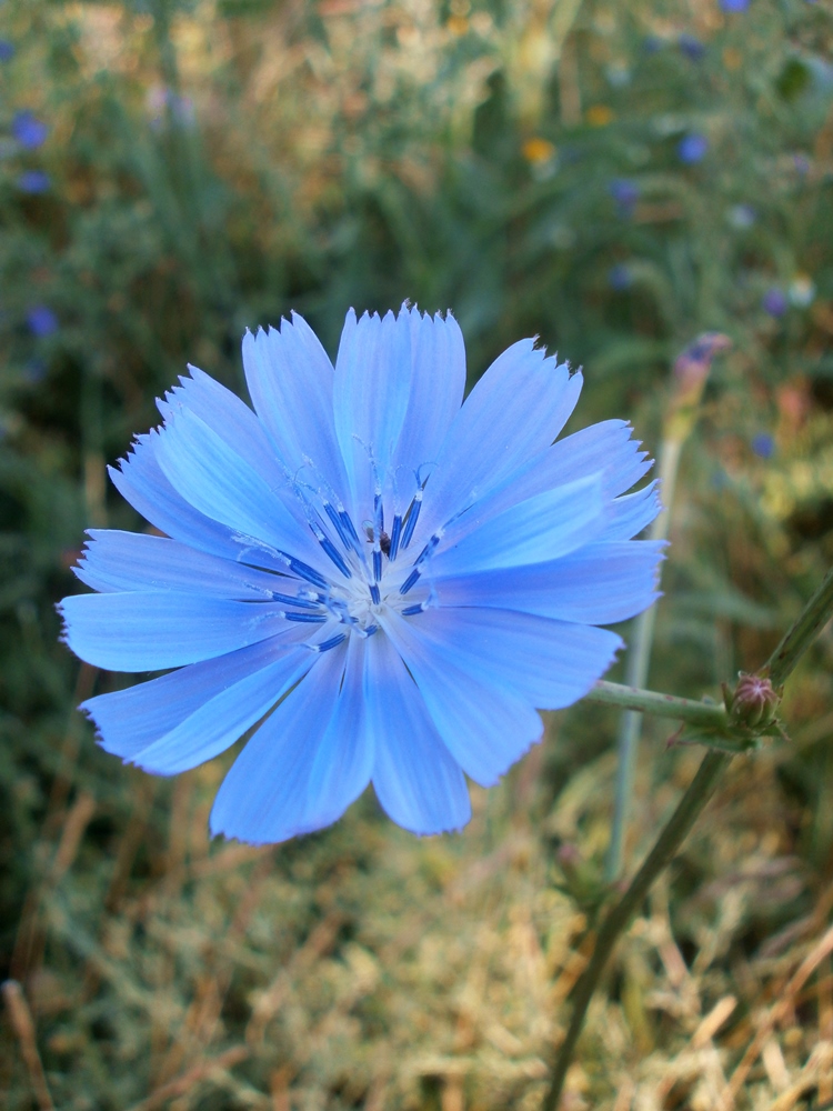 Image of Cichorium intybus specimen.