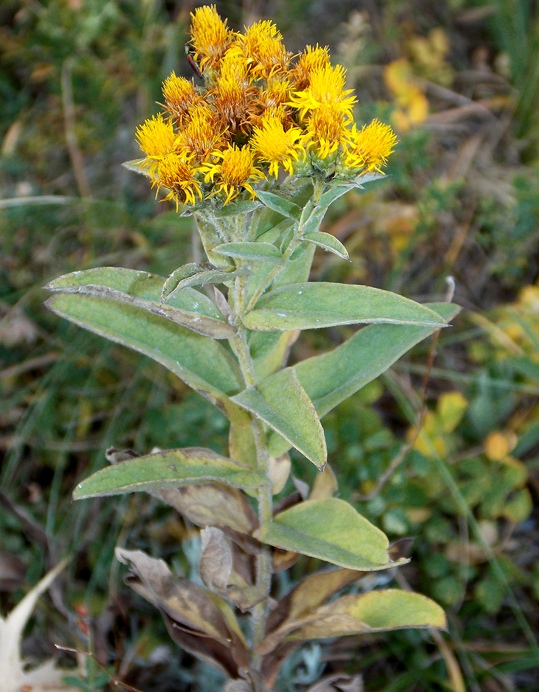 Изображение особи Inula germanica.