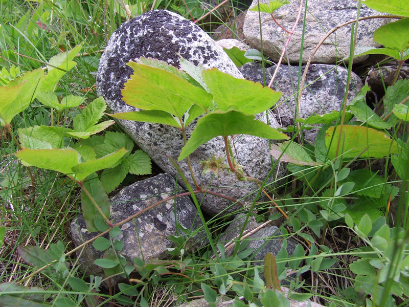 Image of Rubus saxatilis specimen.