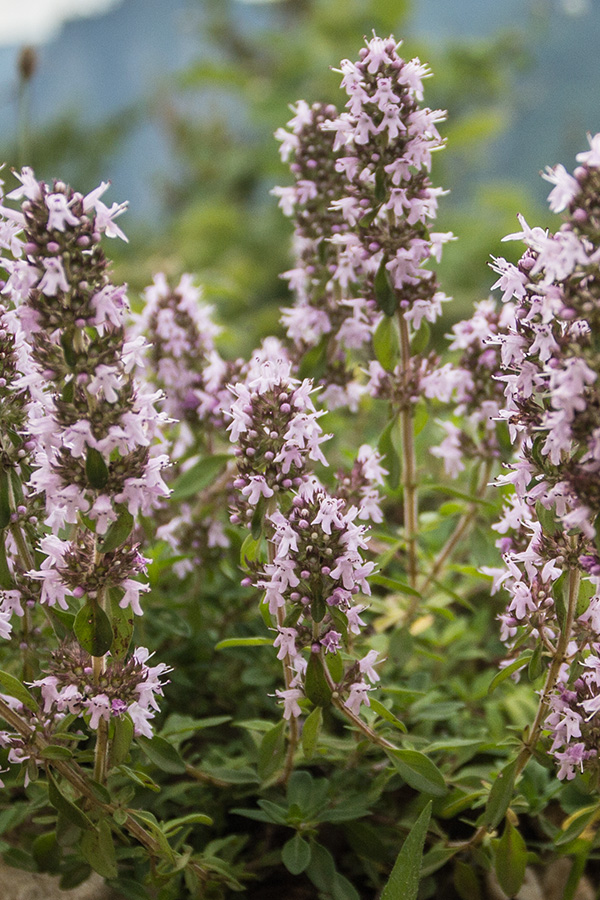 Image of genus Thymus specimen.