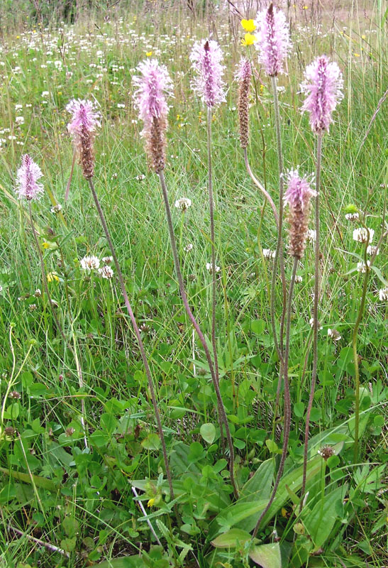 Image of Plantago media specimen.