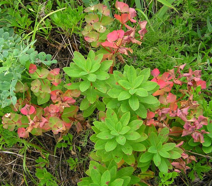 Image of Euphorbia komaroviana specimen.