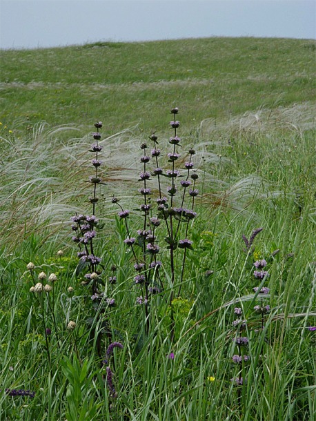 Image of Phlomoides tuberosa specimen.