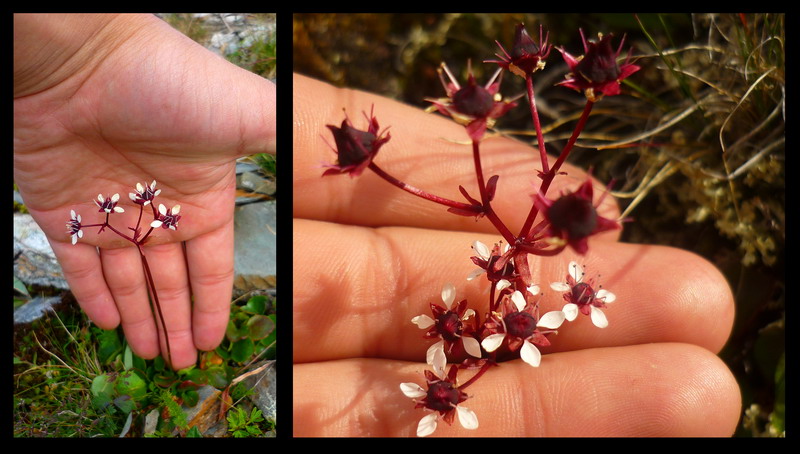 Image of Micranthes melaleuca specimen.